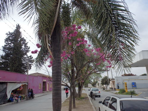 Deep Pink Lapacho in bloom.